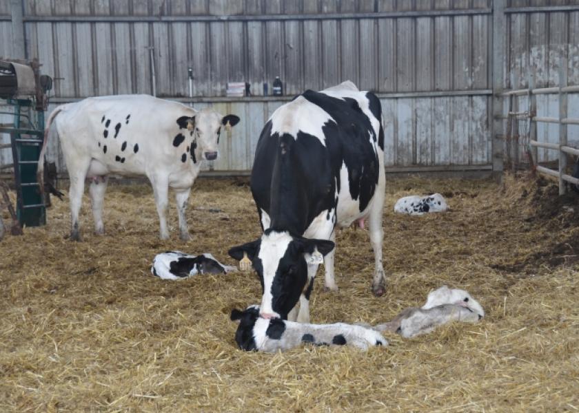 Uterine Prolapse A True Medical Emergency Dairy Herd
