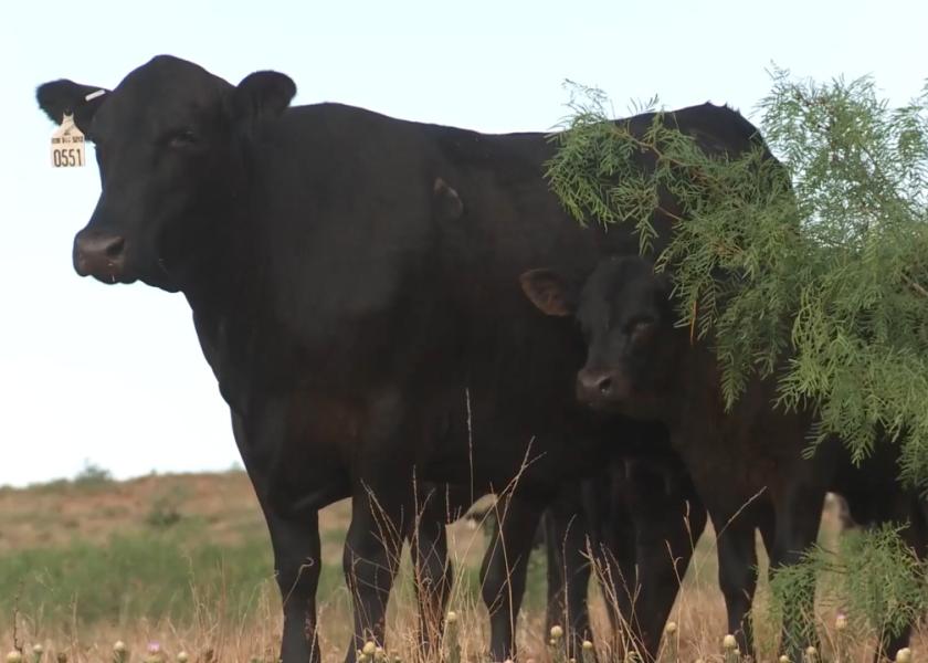 Cattle Herd Liquidation Hasn't Slow with Deepening U.S. Drought What