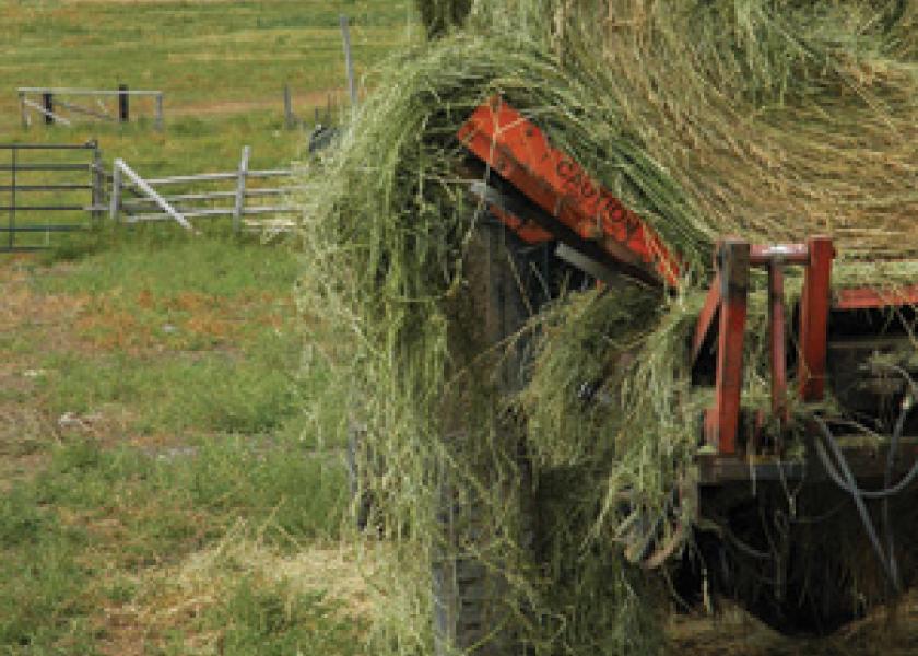 Watch for Weeds Hitchhiking in Hay Ag